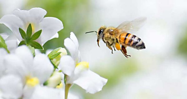 Bienen sammeln Nektar und bestäuben Obstblüten